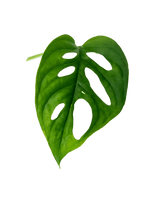 Ableger Monstera Adansonii - vertical