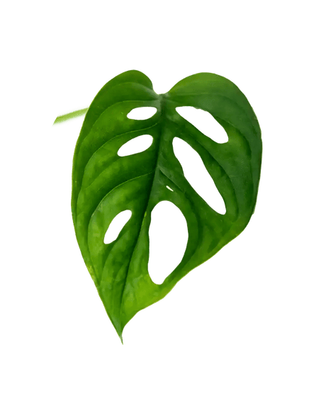 Ableger Monstera Adansonii - vertical