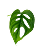 Ableger Monstera Adansonii - vertical