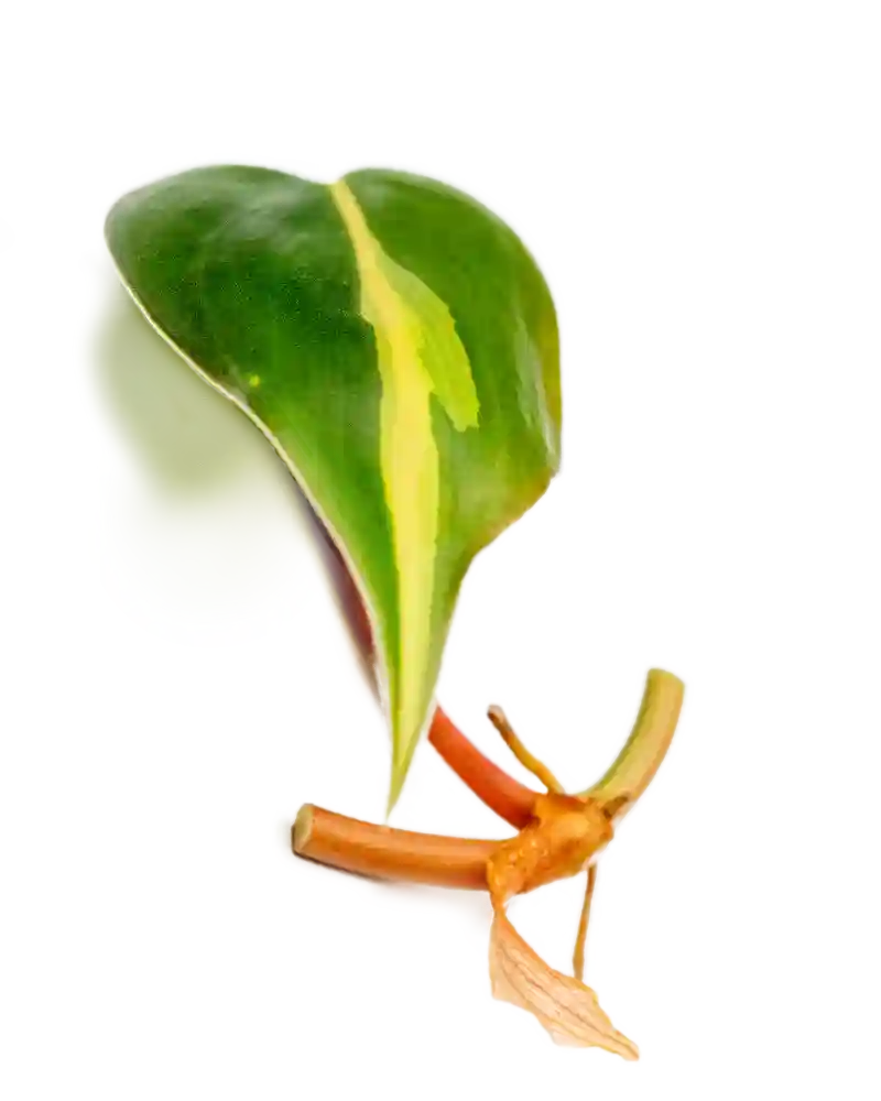 Ableger Philodendron Brasil - vertical