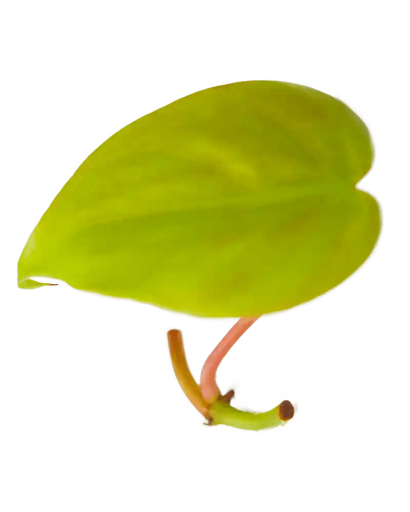 Ableger Philodendron Lemon Lime - vertical