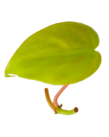 Ableger Philodendron Lemon Lime - vertical