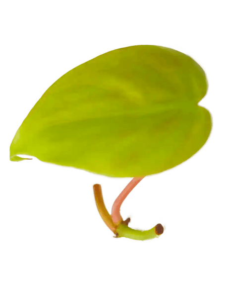 Ableger Philodendron Lemon Lime - vertical