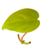 Ableger Philodendron Lemon Lime - vertical