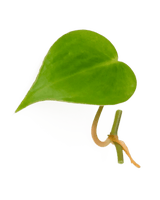 Ableger Philodendron scandes - vertical