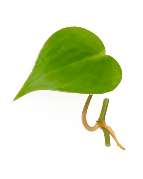 Ableger Philodendron scandes - vertical