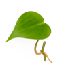 Ableger Philodendron scandes - vertical