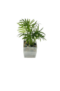 Bergpalme - vertical