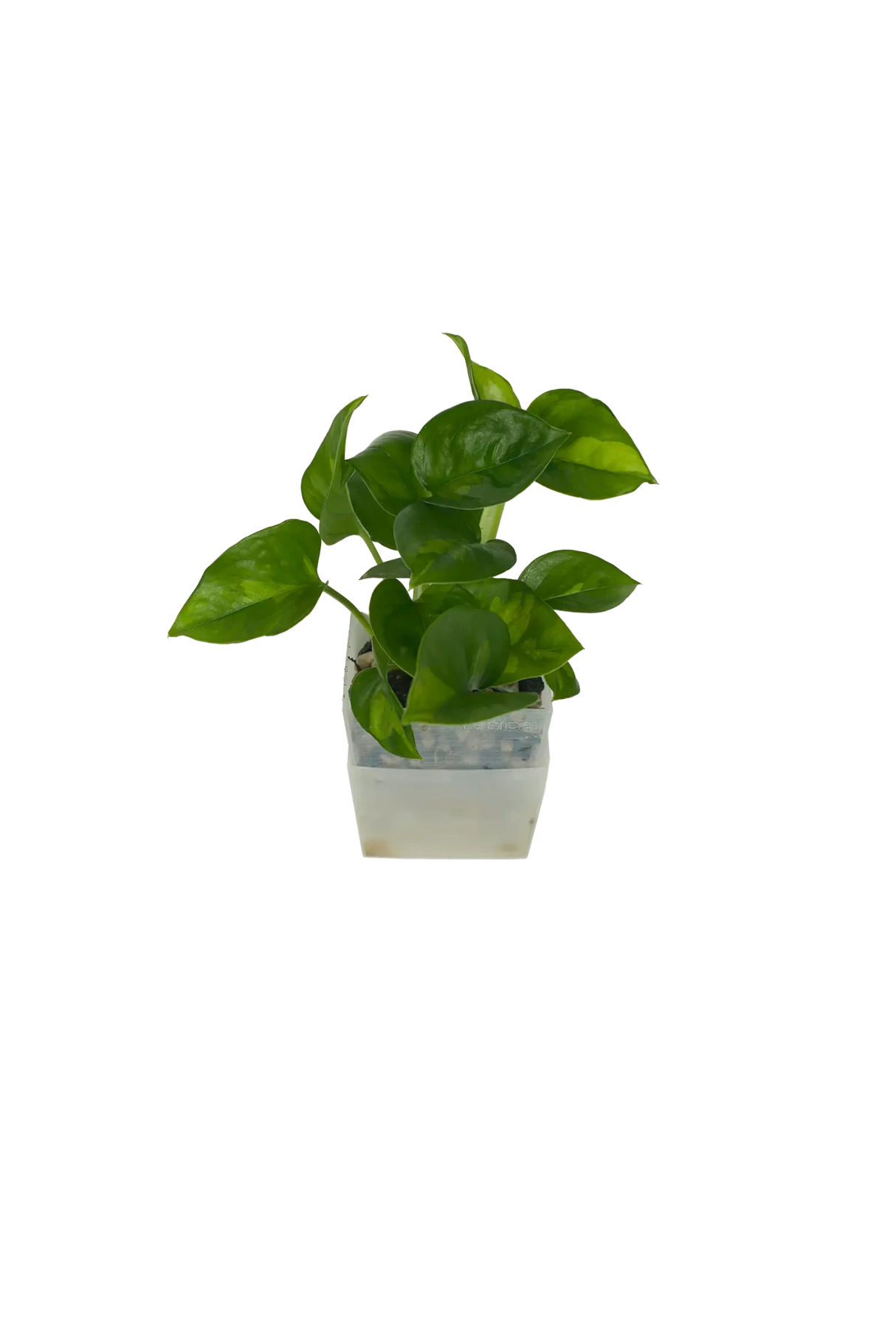 Efeutute Global Green - vertical