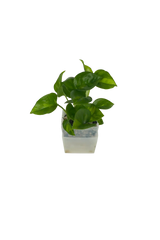 Efeutute Global Green - vertical
