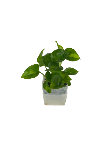 Efeutute Global Green - vertical