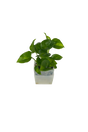 Efeutute Global Green - vertical