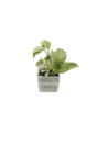 Efeutute Happy Leaf - vertical
