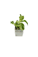Efeutute Marble Queen im Wandtopf