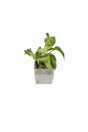Efeutute Marble Queen im Wandtopf