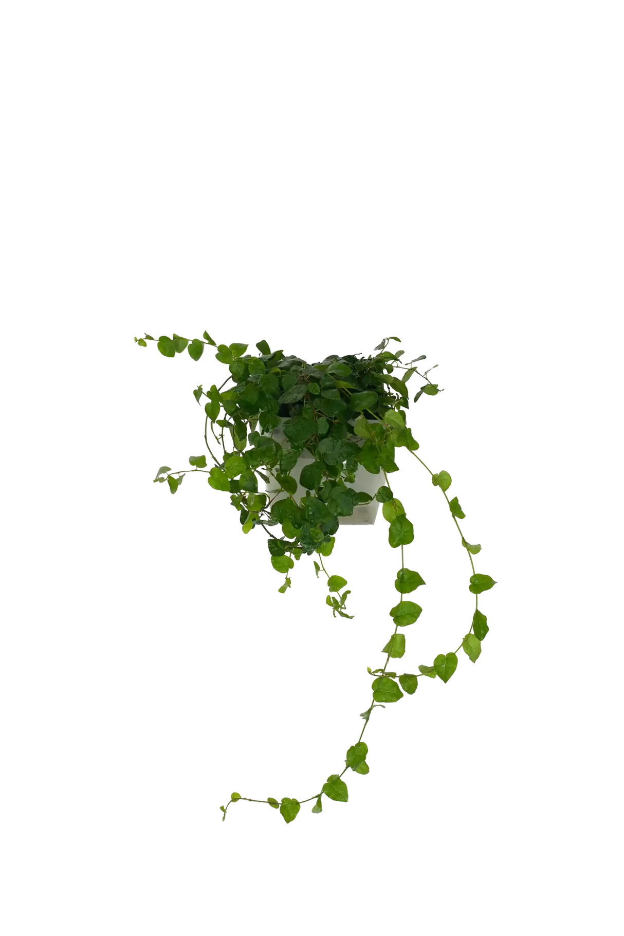Ficus Pumila (Kletterfeige) - vertical