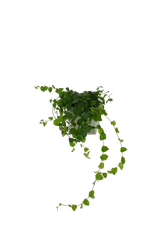 Ficus Pumila (Kletterfeige) - vertical