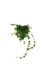 Ficus Pumila (Kletterfeige) - vertical