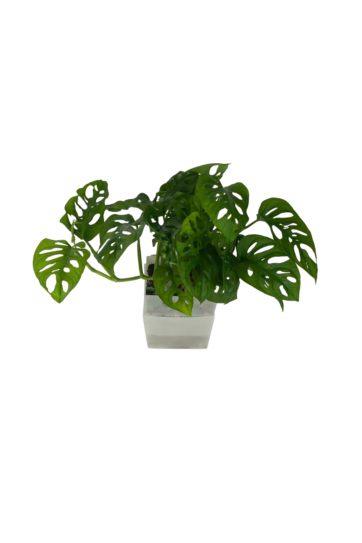 Monstera adansonii - vertical