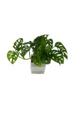 Monstera adansonii - vertical