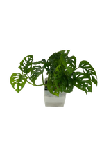 Monstera adansonii - vertical