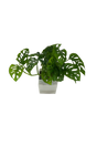 Monstera adansonii - vertical