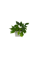 Monstera Minima im Wandtopf