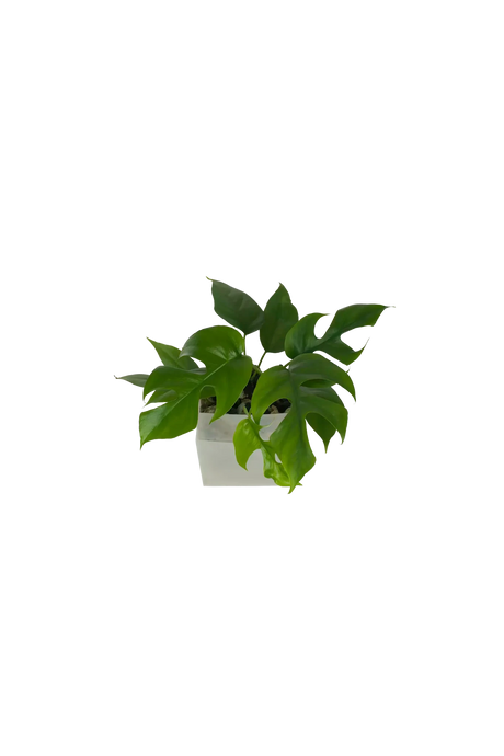 Monstera Minima im Wandtopf