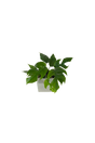 Monstera Minima im Wandtopf
