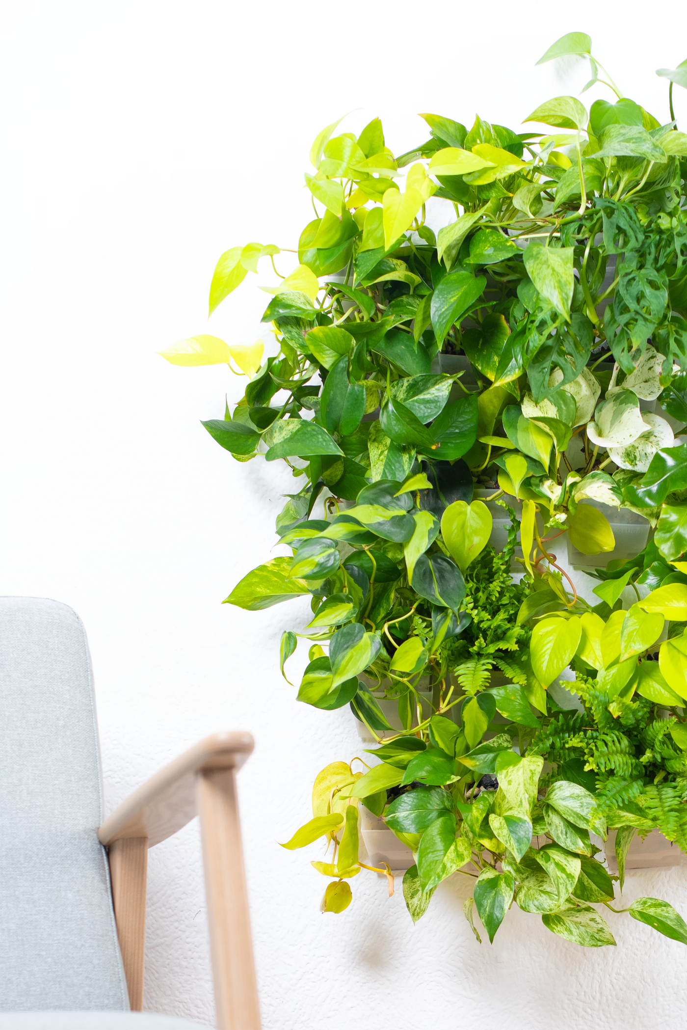 Mehrere grüne Zimmerpflanzen in vertical pot Wandtöpfen an weißer Wand neben einem hellgrauen Sessel – moderne Pflanzenwand im Wohnzimmer