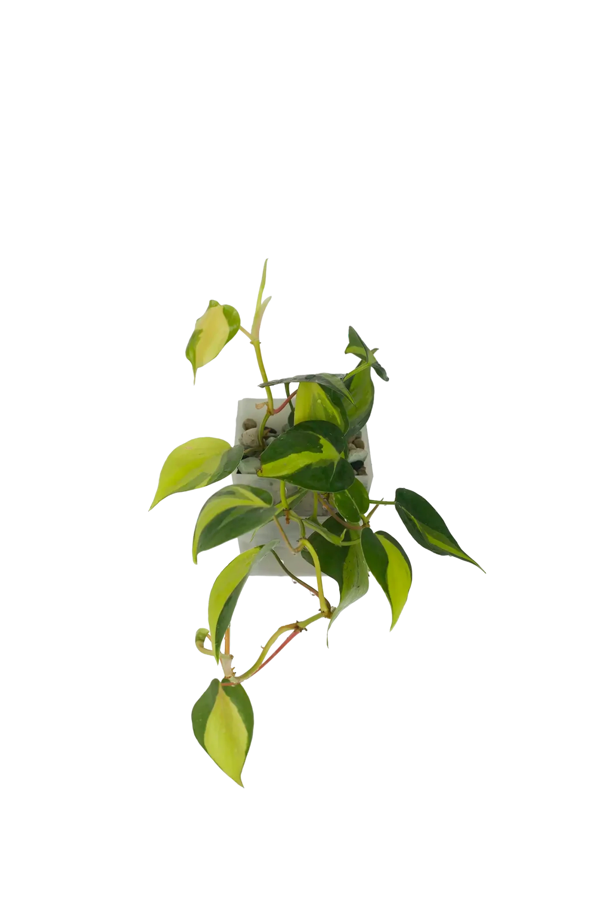 Philodendron Brasil im Wandtopf