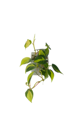 Philodendron Brasil im Wandtopf