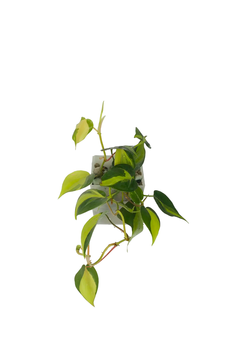 Philodendron Brasil im Wandtopf