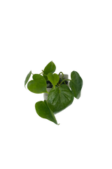 Philodendron scandes (Baumfreund) im Wandtopf