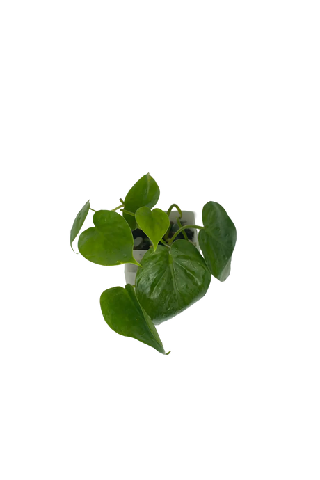 Philodendron scandes (Baumfreund) im Wandtopf