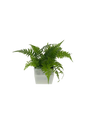 Schildfarn - vertical