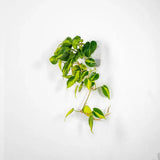 vertical pot - vertical