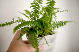 vertical pot - vertical