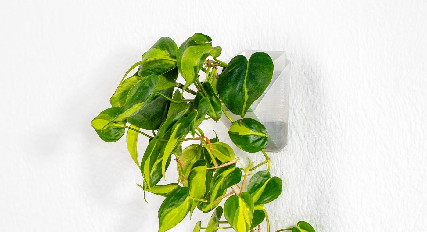 vertical pot Wandtopf mit grüner Hängepflanze an heller Wand – platzsparende Pflanzenlösung