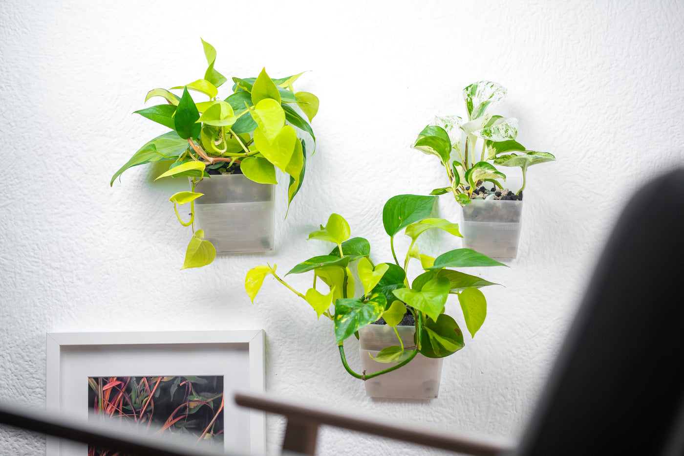 Drei vertical pot Wandtöpfe mit grünen und panaschierten Zimmerpflanzen an weißer Wand – moderne, platzsparende Pflanzenwand über Bilderrahmen